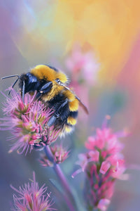 Thumbnail for Nectar Navigator 40x60cm - Diamond Painting 