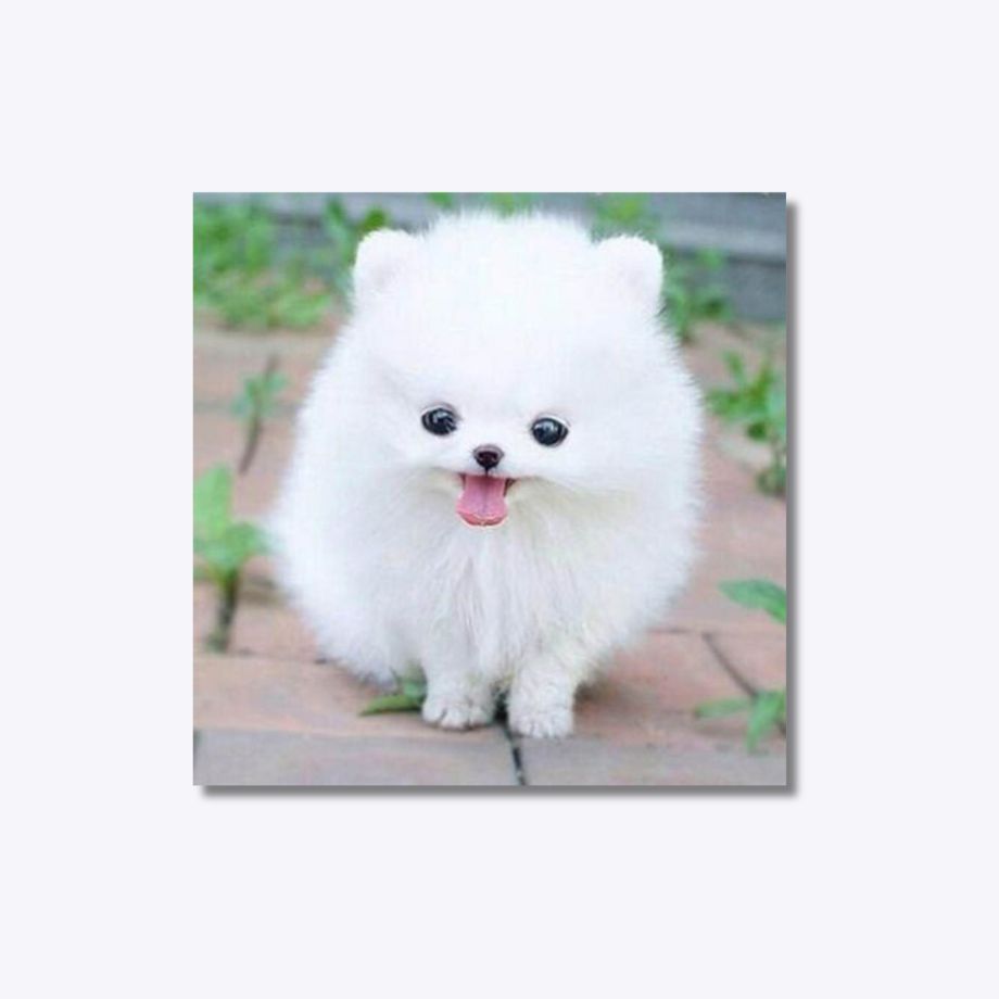 Fluffy Puppy 20x20cm - Diamond Painting 
