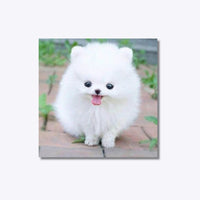 Thumbnail for Fluffy Puppy 20x20cm - Diamond Painting 